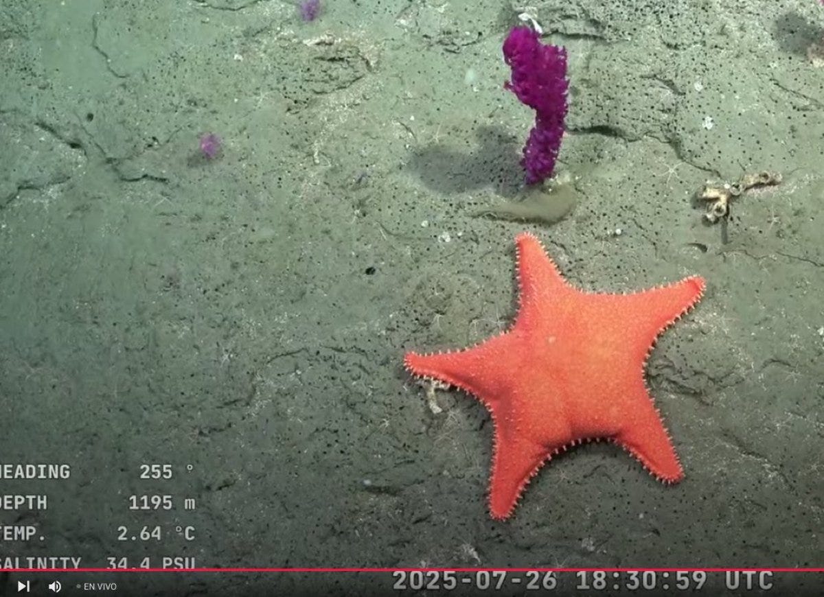 ESPN trae el NCAA Final Four a STAR+ - ESPN Press Room Latin America South, image size:1200x870