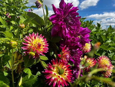 A selection of the many flowers I photographed at Somerset Lavender in the village of Faulkland. They are taken on my iPhone 14. The flowers look beautiful in the glorious sunshine. Images: Roland’s Travels.