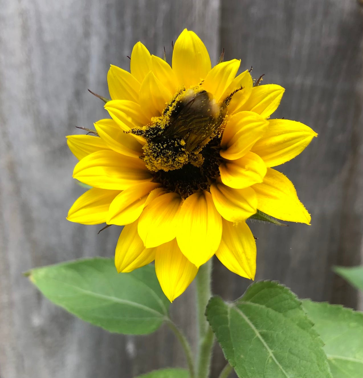 A bee, covered in pollen, in the middle of a small yellow sunflower