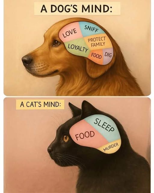 An illustration of dog and text that says "A DOG'S MIND: LOVE LOVE SNIFF LOYALTY FAMILY FOOD FOODDIG DIG A CAT'S ACAT'SMIND: MIND: SLEEP SLEEP FOOD MURDER MURDER"