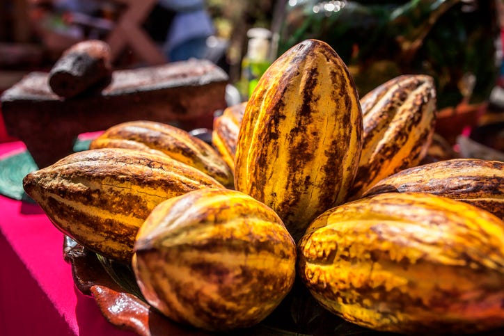 A close-up of several ripe yellow and orange cocoa pods with natural brown streaks, arranged together on a table in bright sunlight