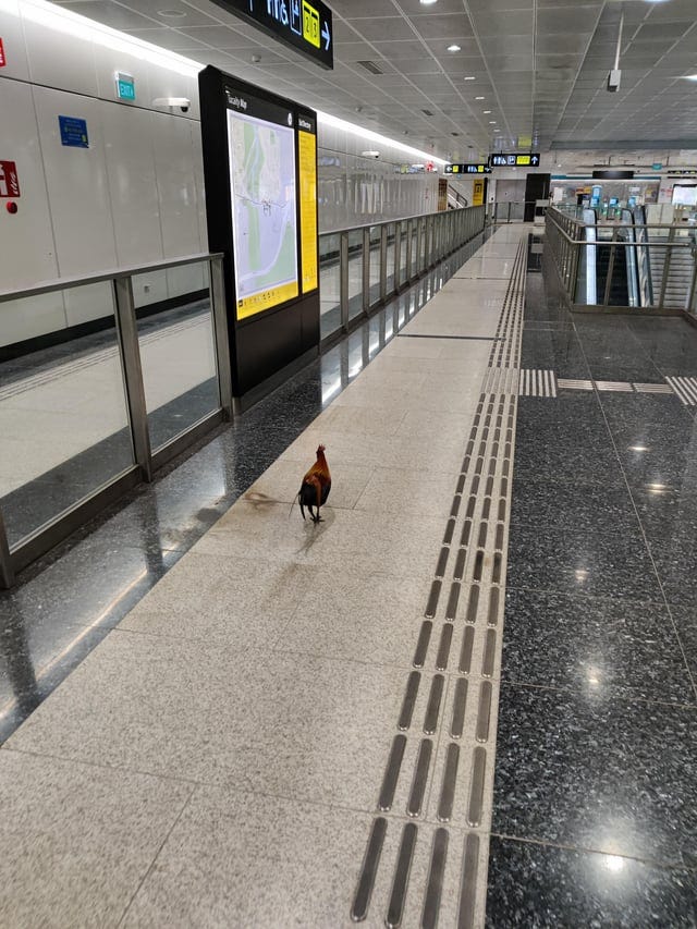 r/singapore - The most random thing seen today