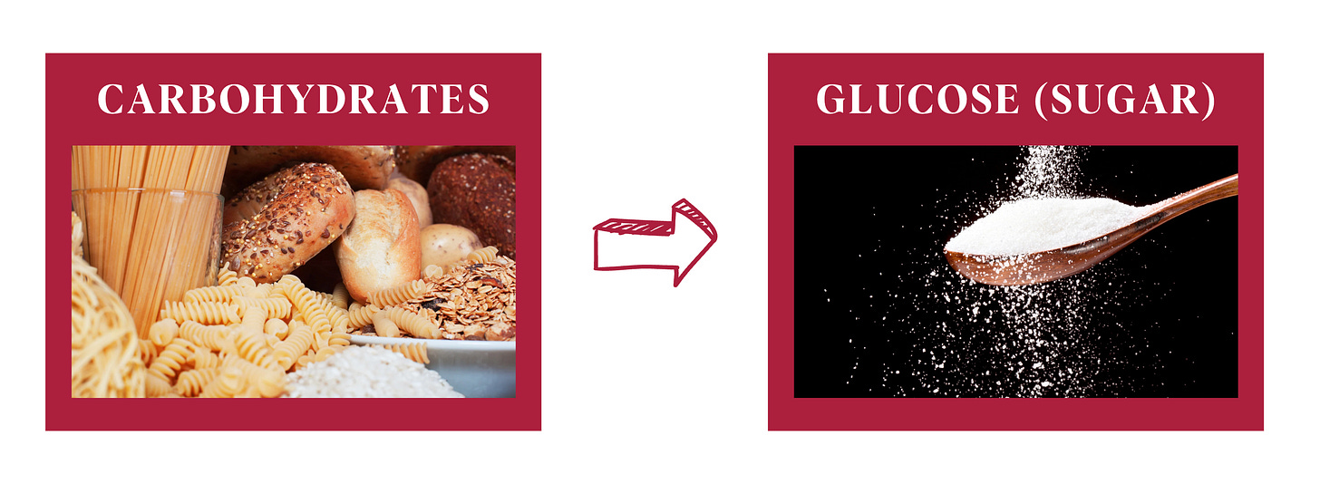 Image showing various carbohydrate‑rich foods like pasta, bread, and grains on one side, with an arrow pointing to a spoonful of sugar labeled ‘Glucose,’ illustrating how carbohydrates break down into glucose.
