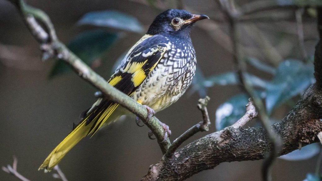 Blue mountains rights of nature award