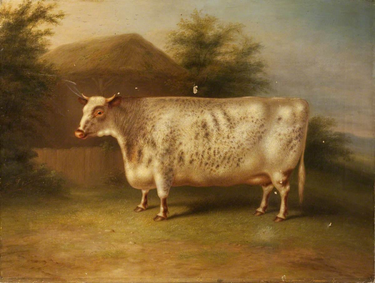 A Shorthorn Cow