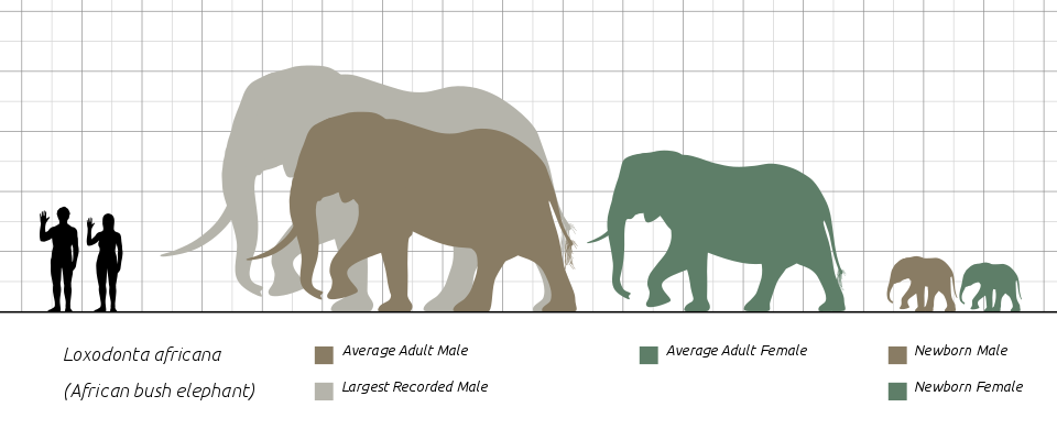 Size comparison chart of African bush elephants (Loxodonta africana) showing largest recorded male, average adults, and newborns alongside human figures.