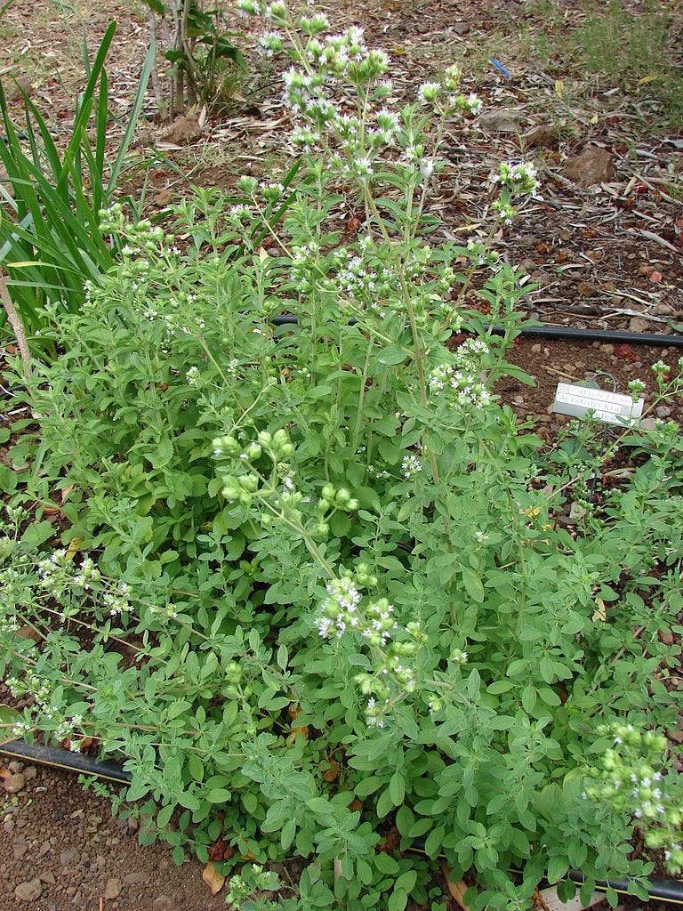 http://Starr%2520080716-9448%2520Origanum%2520majorana.jpg http://Starr%2520080716-9448%2520Origanum%2520majorana.jpg