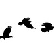 three jackdaws
