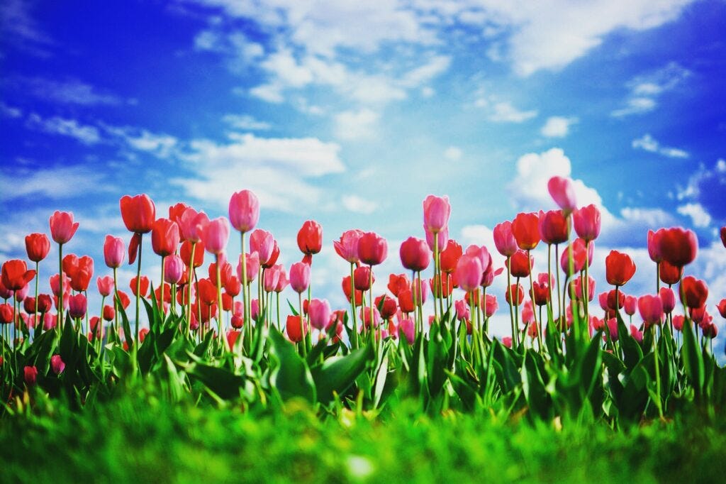 Tulips.
