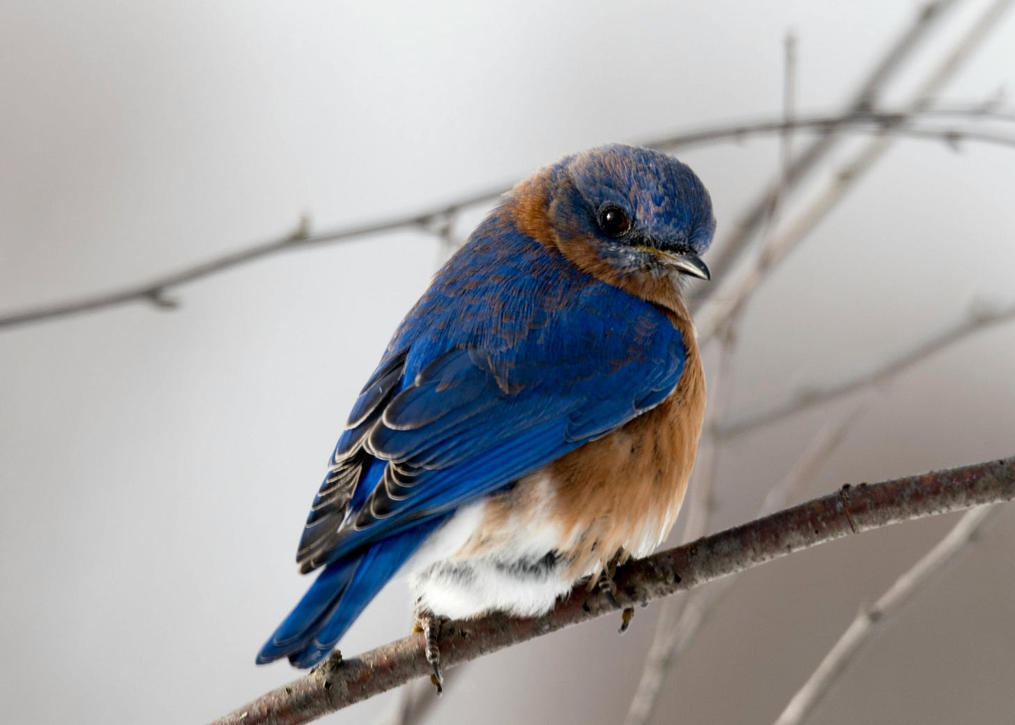 Small blue perching bird on a branch