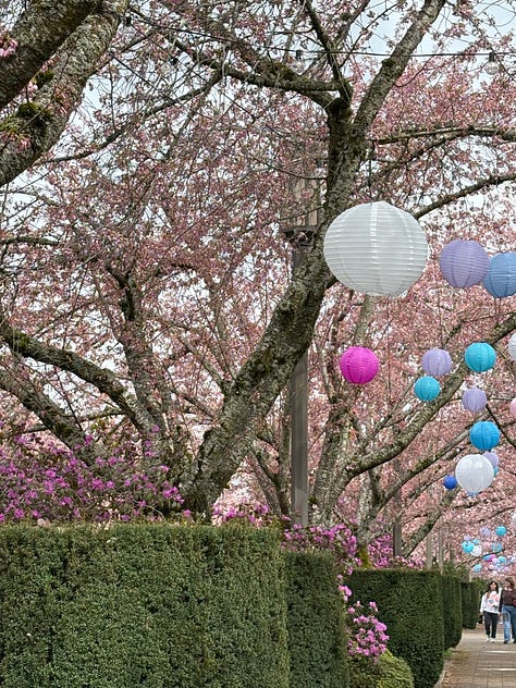 Cherry blossoms in Salem, daffadils, State of Oregon Seal