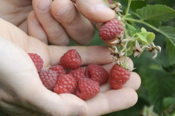 This may contain: a person holding raspberries in their hands
