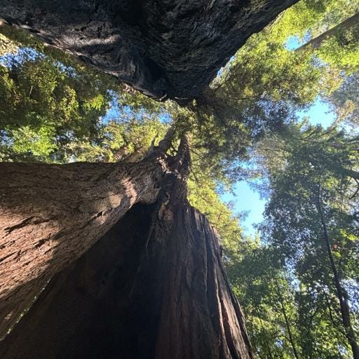 Peace Overtures | AMP Films for moving beyond reactivity