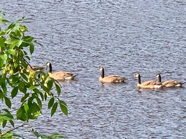A group of ducks swimming in water

Description automatically generated