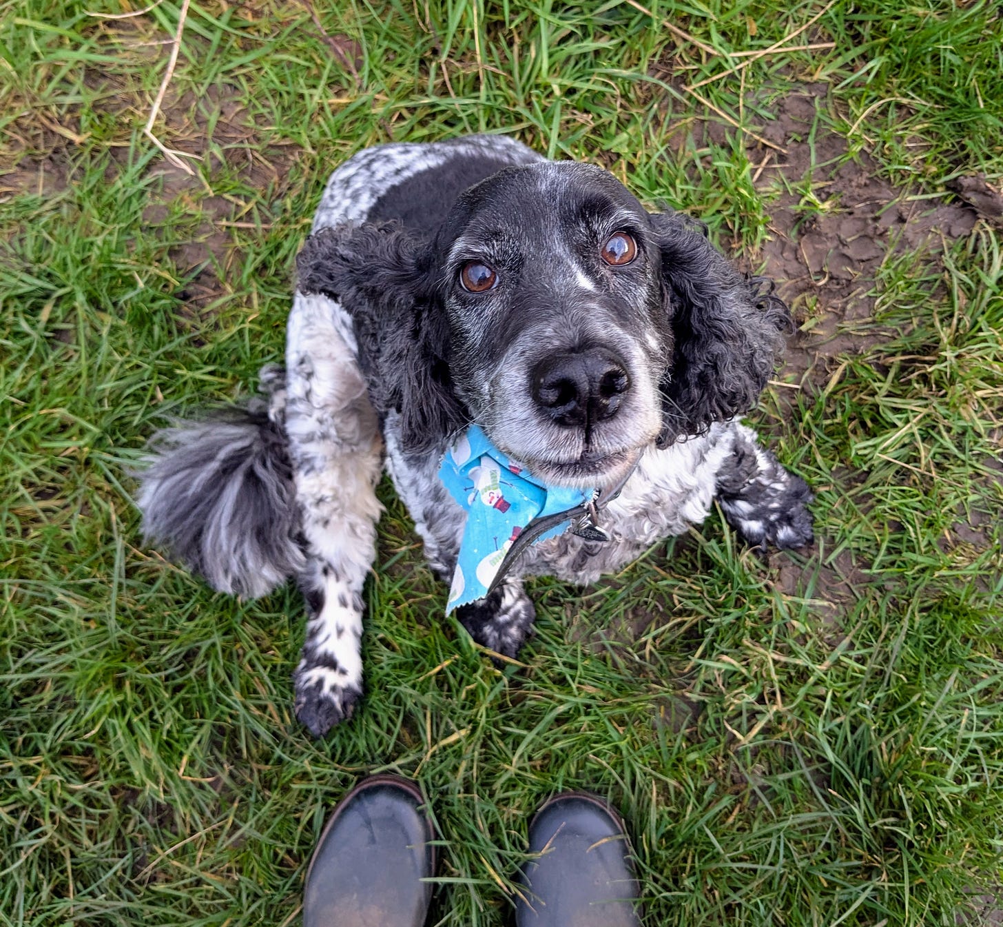 The blue roan cocker spaniel that features in this piece.