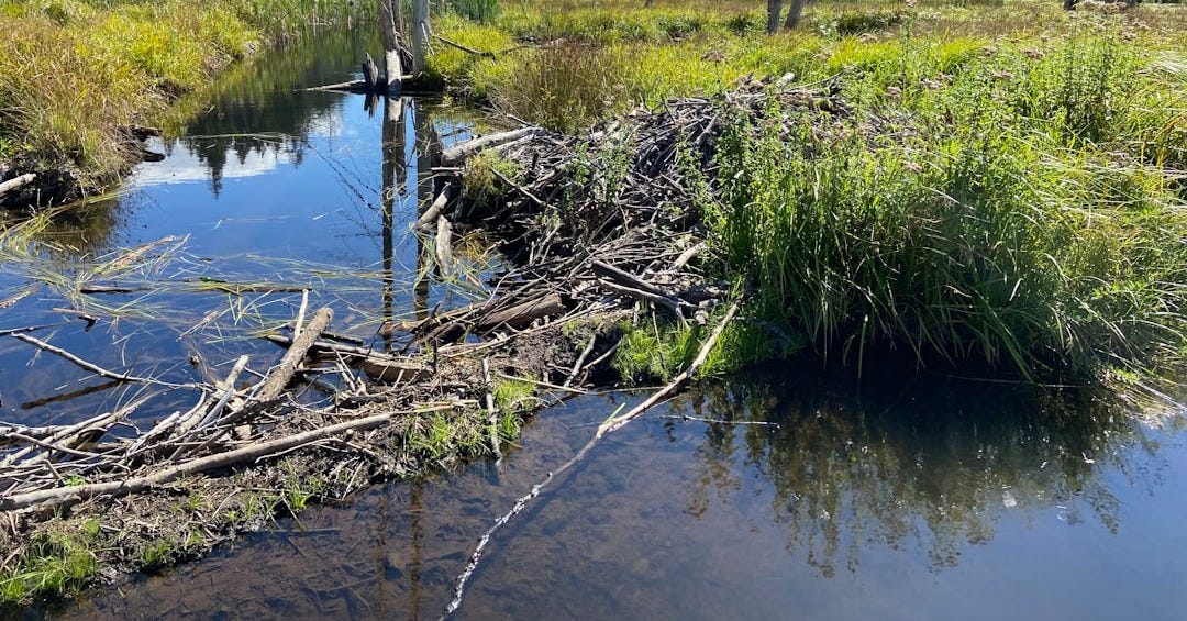 a small river with trees and grass