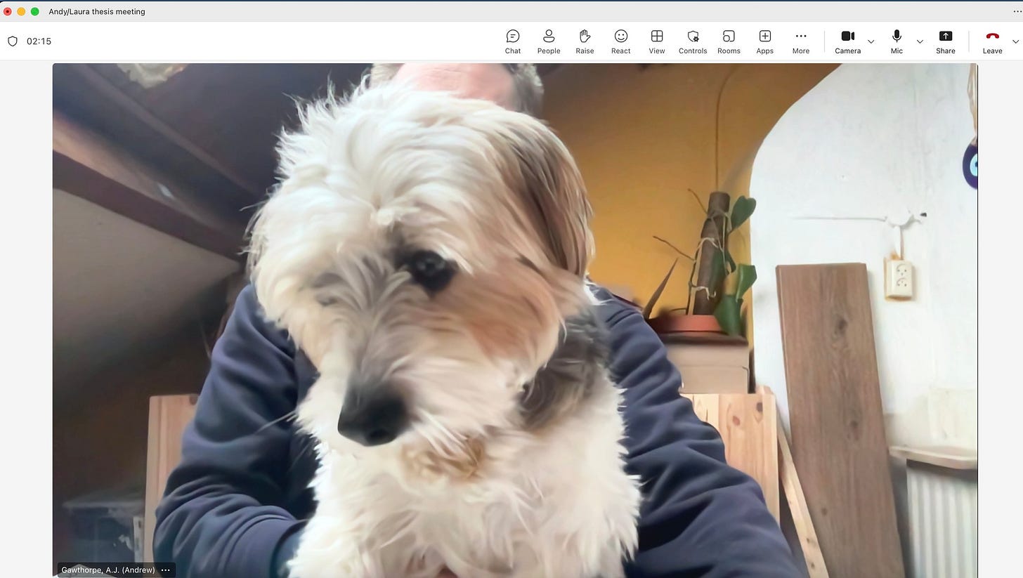 May be an image of dog