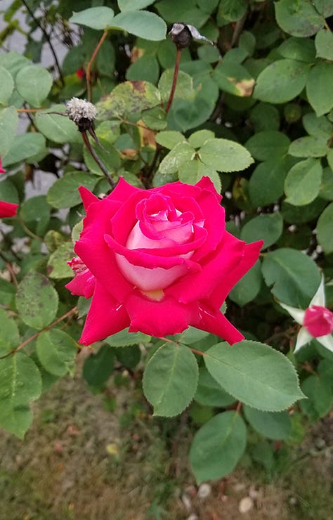 Gallery of images of roses, irises, and other pink blooms