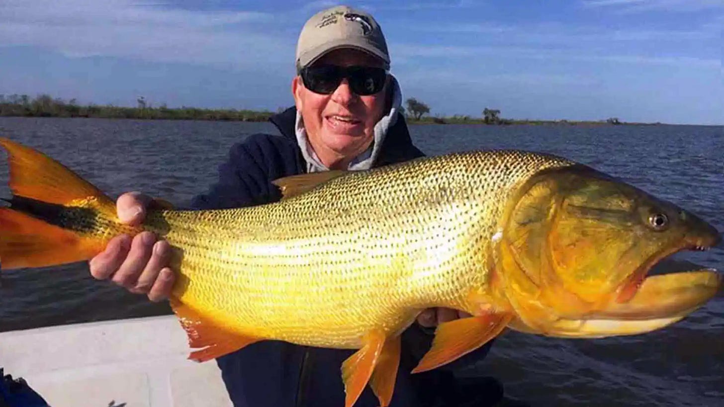 Carl Quartermus holding a large Golden Dorado while fishing Argentina's lower Parana River.