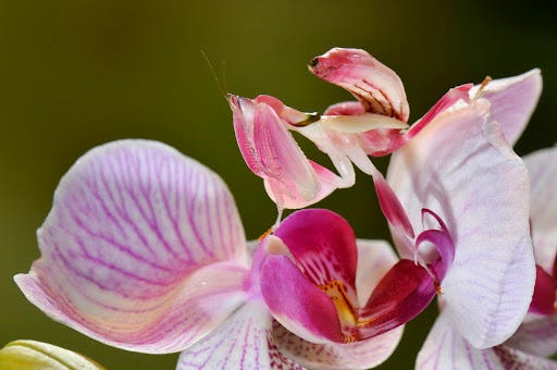 The orchid mantis – Isopoda – Francesco Tomasinelli The orchid mantis – Isopoda – Francesco Tomasinelli