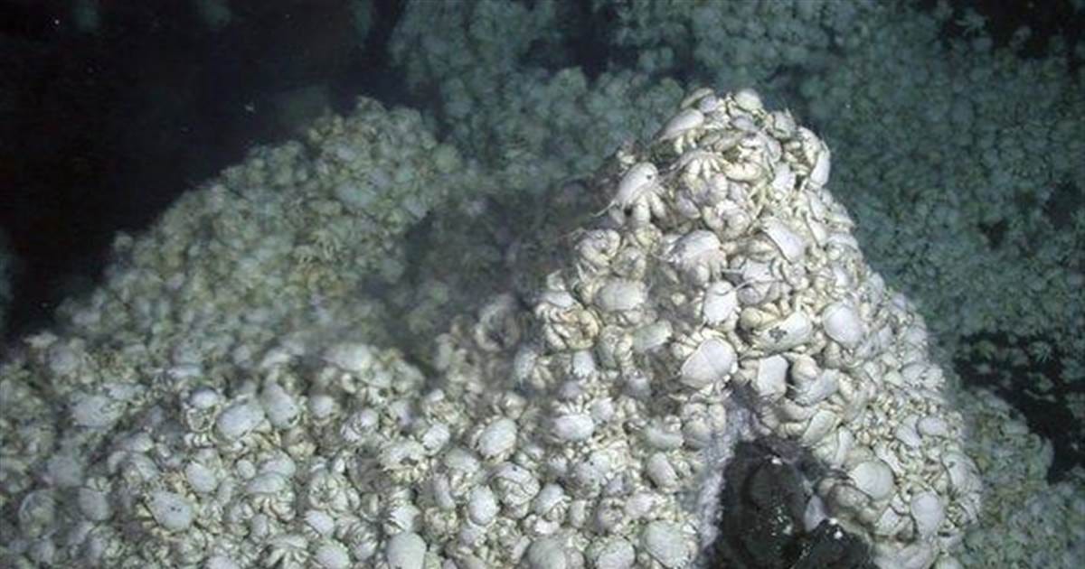 Hirsute 'Hoff' crabs grow food in their hair