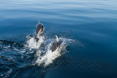 Photographs of Pacific white-sided dolphins swimming in clear waters.