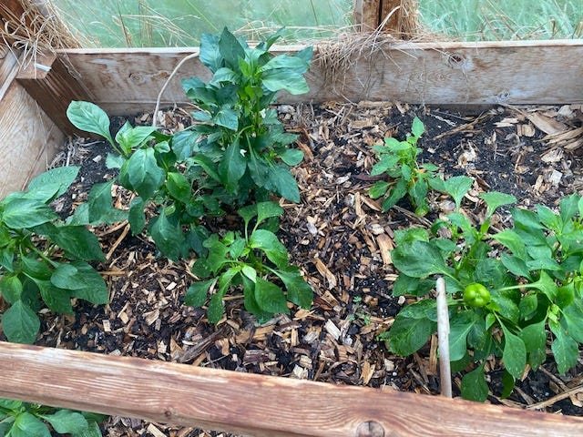 peppers in greenhouse