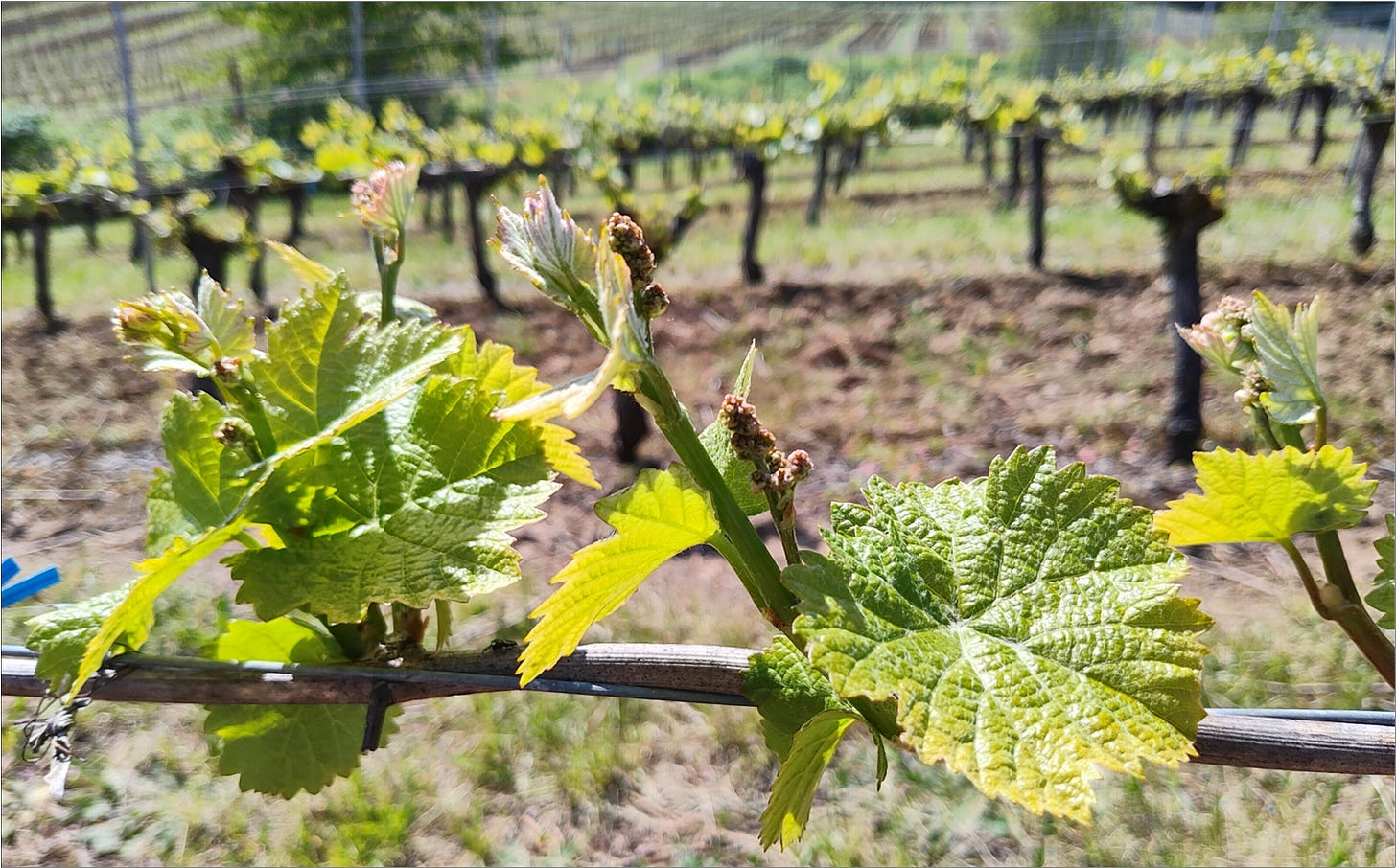 Young shoots, not quite ready for their catch wires.