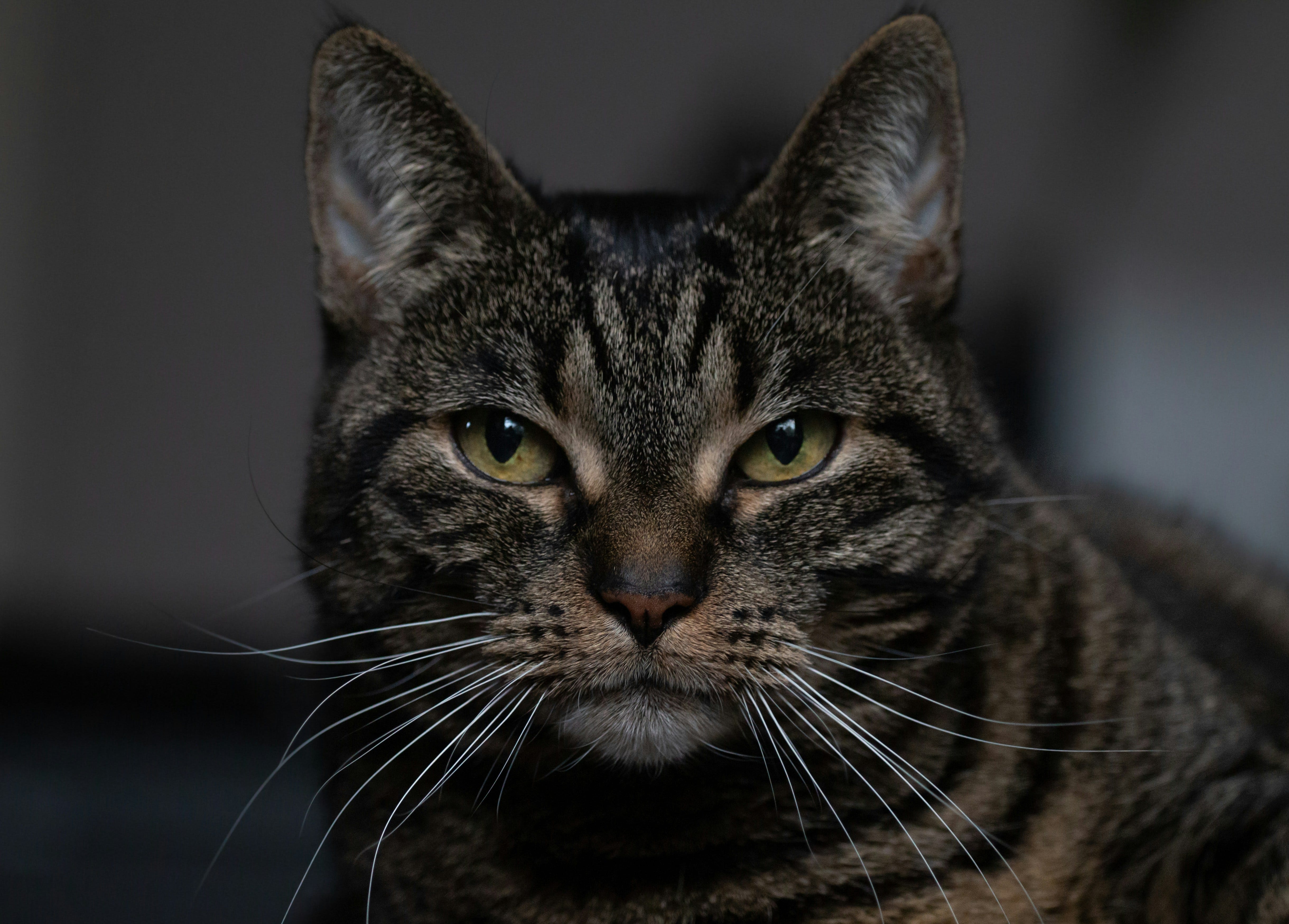 Code Cat. Why You Change Your Language