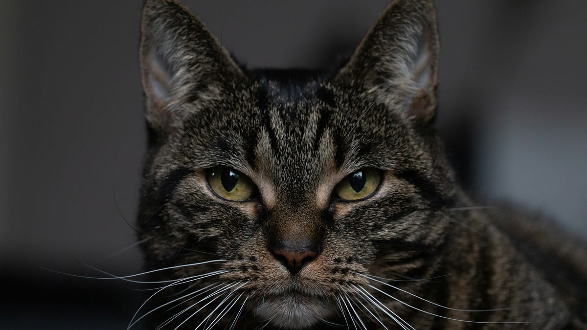 Code Cat. Why You Change Your Language