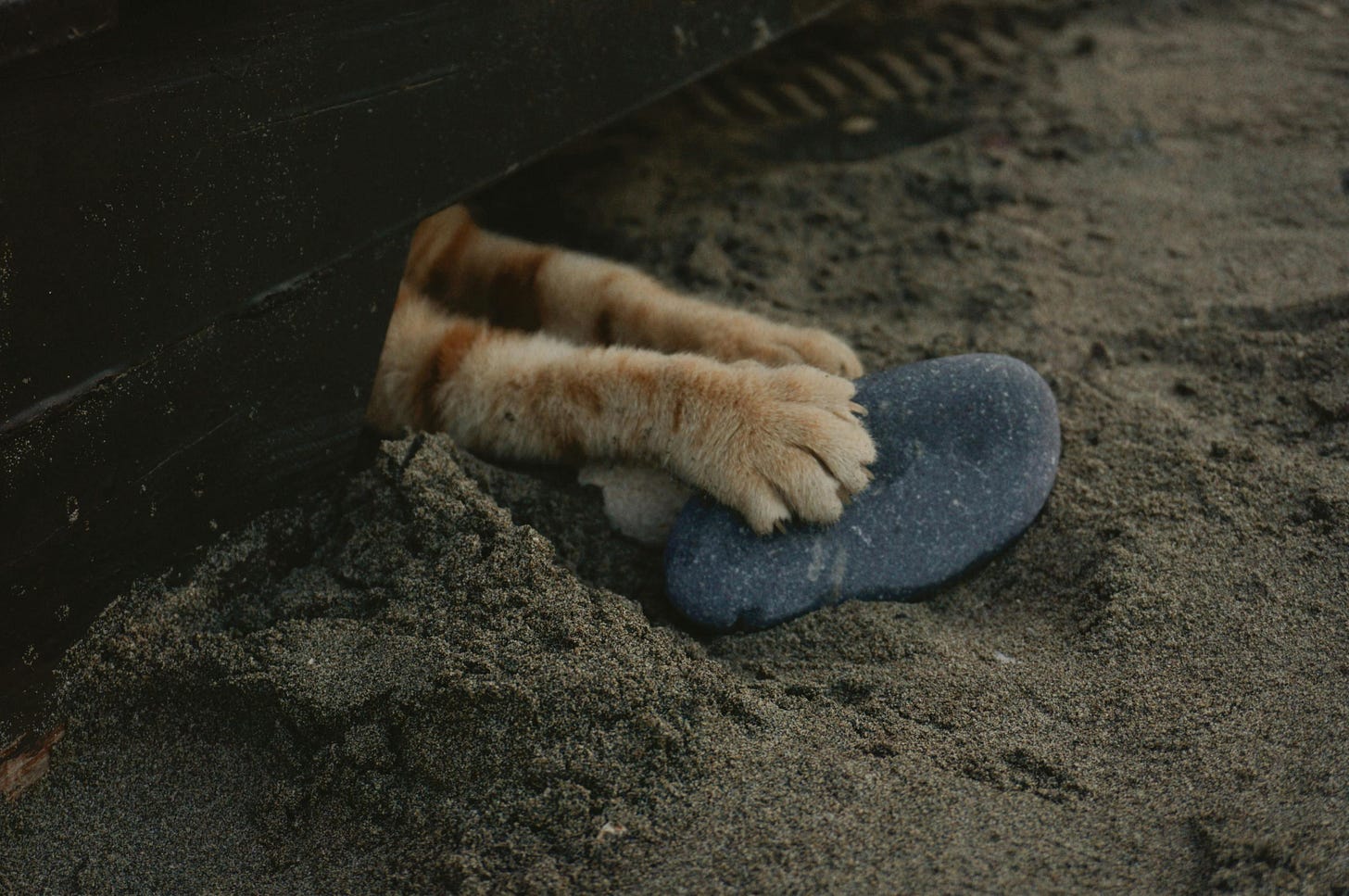 Orange cats legs, paws unexpectedly coming out from under a fence to grab a grey rock in the sand.