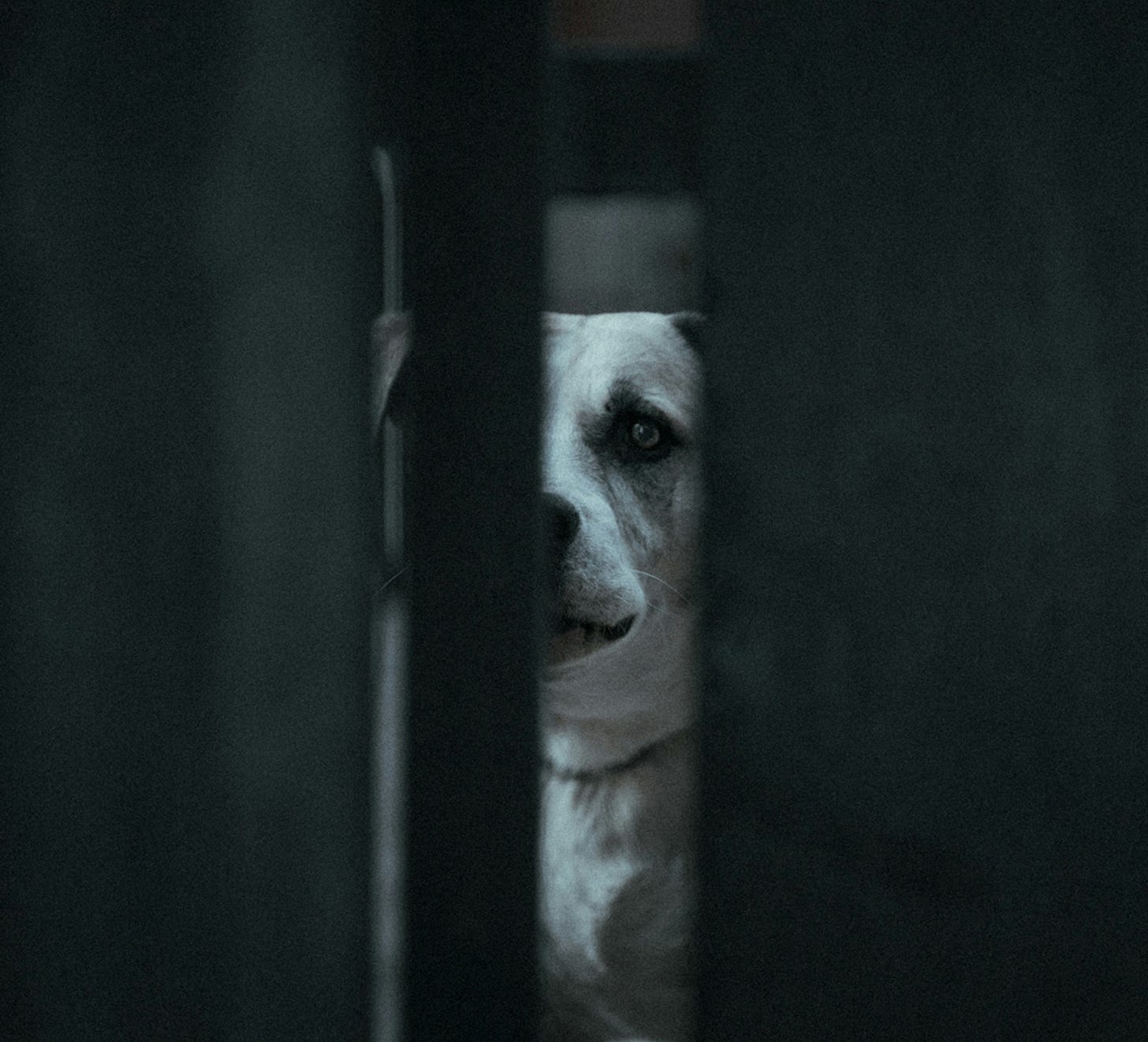 A white dog peers through a narrow gap between dark panels, its face half-hidden in shadow. One pale eye is visible, catching the light. The surrounding darkness makes the sliver of white fur and that single eye the only points of focus.