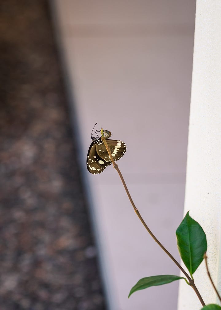 Australian Butterfly