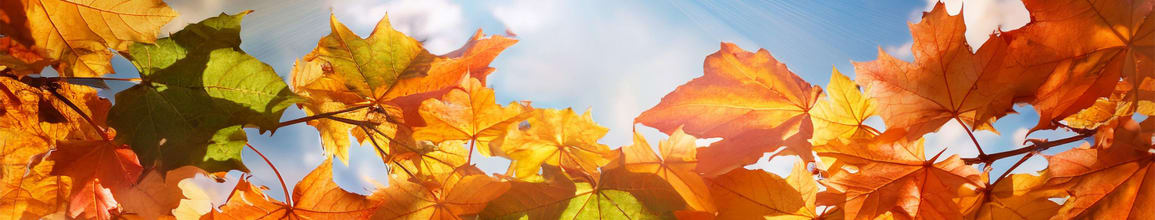 The Autumn Conservatory