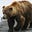 ursus arctos's avatar