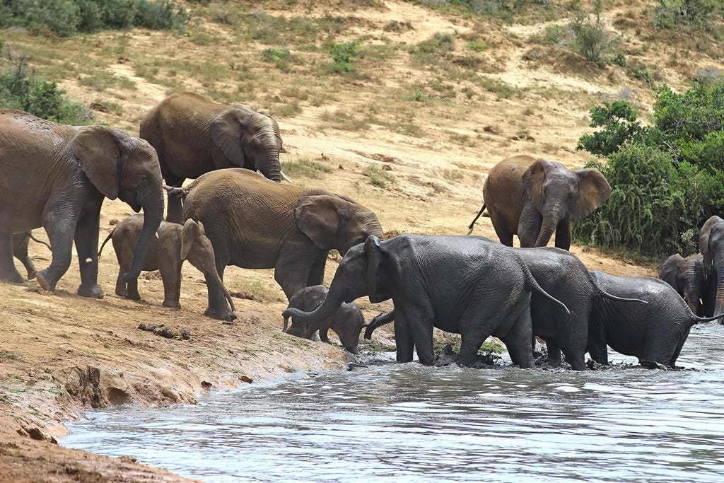 Elephants to the rescue Elephants to the rescue