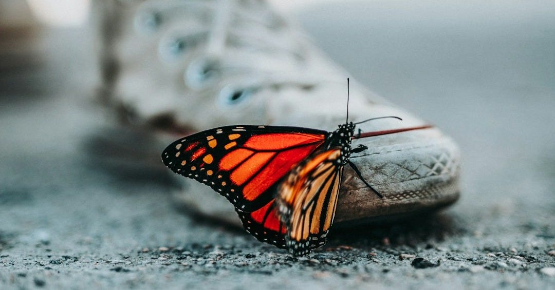 selective focus photo of butterfly on shoe selective focus photo of butterfly on shoe