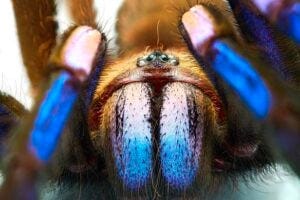 Electric blue tarantula close up.