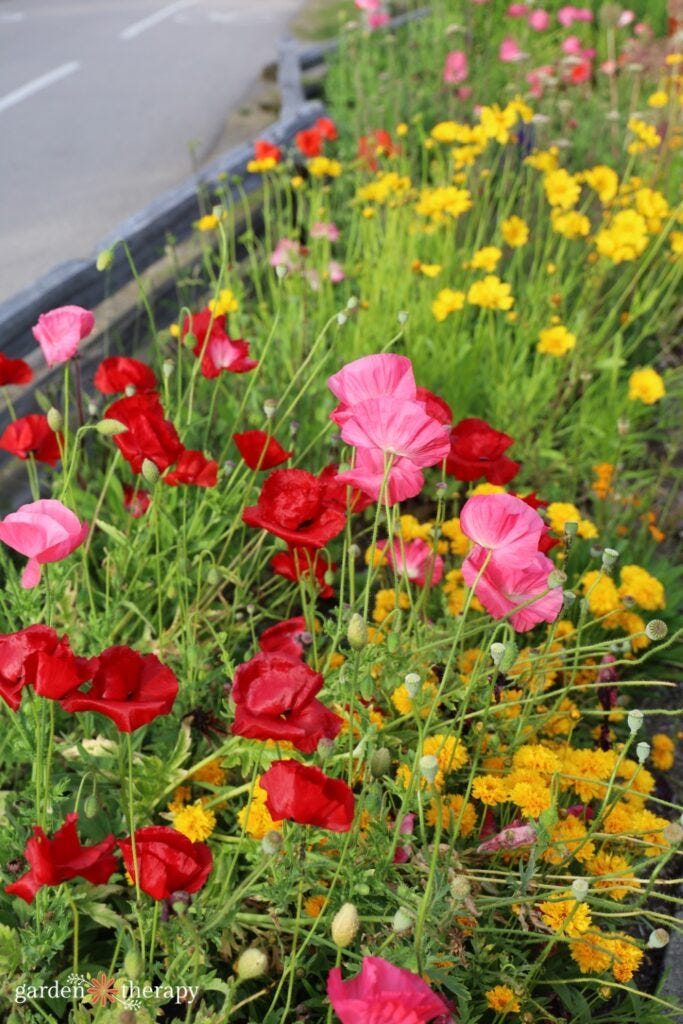 poppies in wildlife border garden poppies in wildlife border garden