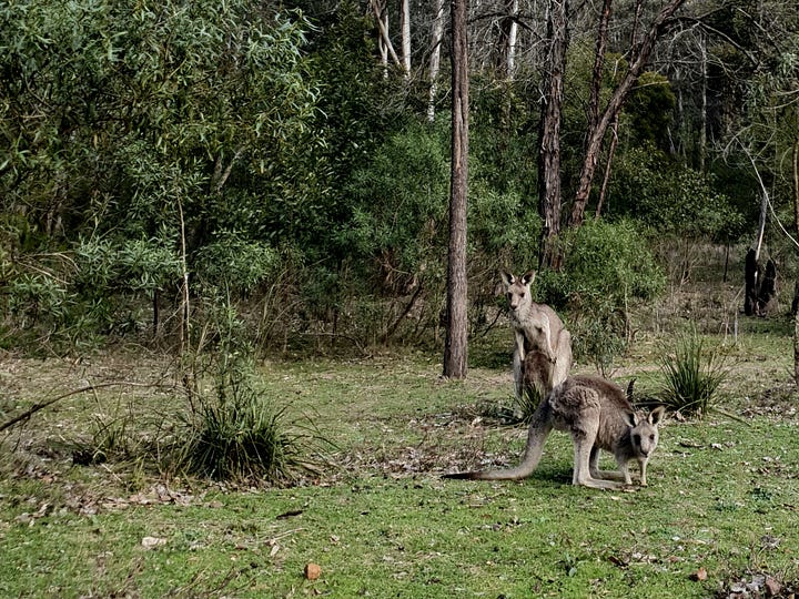 Two kangaroos posing in the bush, both looking at the camera. The greenery of Capertee Gorge reflected in the creek, with dramatic cliffs in the background.