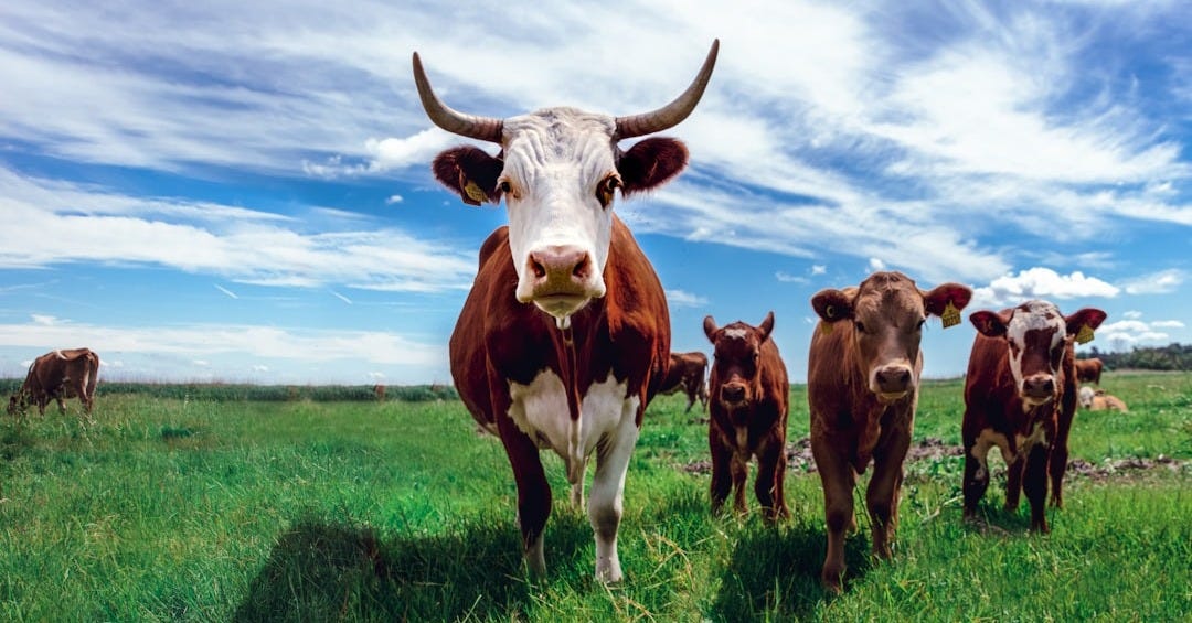 herd of cows on grassland during daytime herd of cows on grassland during daytime