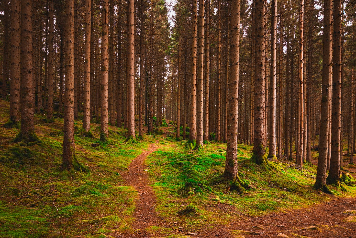 Paths diverging through a forest Paths diverging through a forest