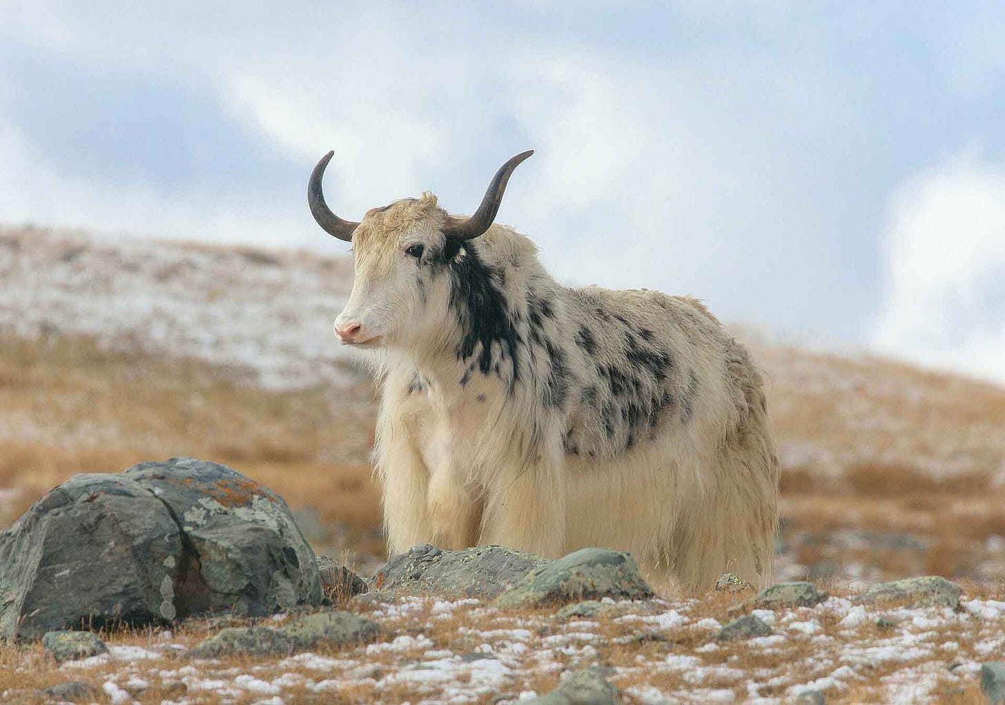 A very nice spotted yak on a hillside A very nice spotted yak on a hillside