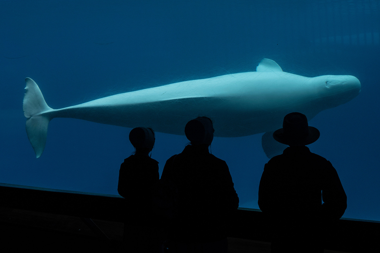 The park closed down in 2024 after years of controversy, scandals, and lawsuits, and is now threatening to kill its surviving 30 beluga whales if the government doesn’t provide emergency relief