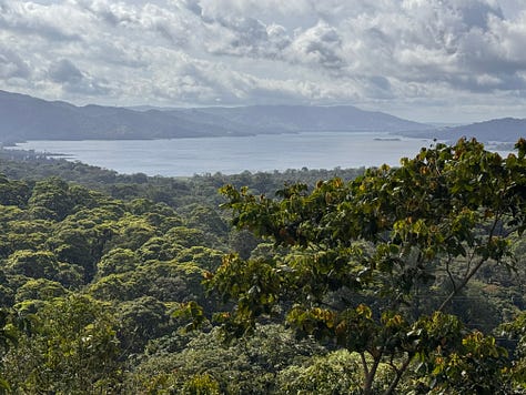 Images from the rainforest.