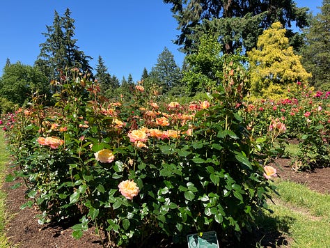 Roses and highlights from the International Rose Garden in Portland, Oregon