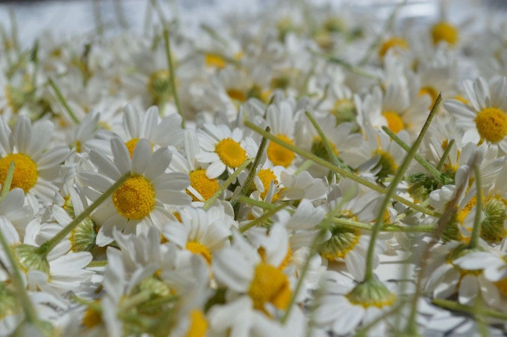 Matricaria recutita, German chamomile daisy like flowers Matricaria recutita, German chamomile daisy like flowers