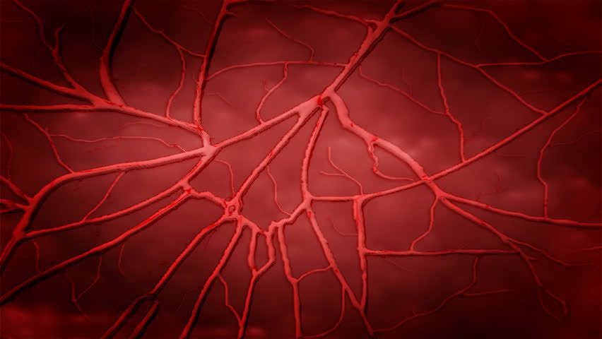 Human Blood Vessel Stock Footage Video | Shutterstock