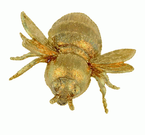 Arany Bogár Gold Sticker - Arany Bogár Gold Bee - Discover & Share GIFs Arany Bogár Gold Sticker - Arany Bogár Gold Bee - Discover & Share GIFs