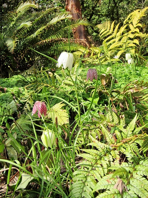Closeup and overview series of shooting stars, pink dogtooth violet, fritallaria, primrose...perfection!